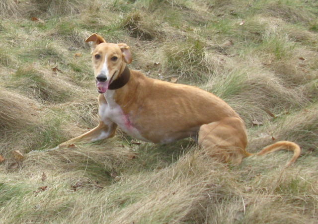 Faune sitting